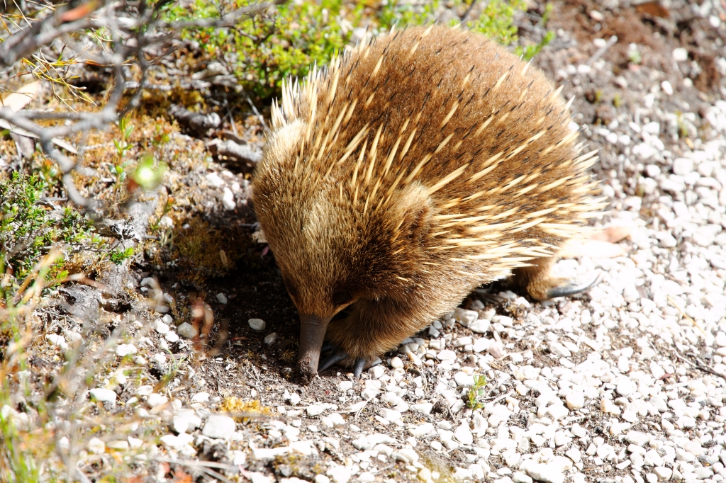 20 - Cradle Montain NP (9).jpg